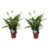 Spathiphyllum Lima – Lepelplant – Set van 2 – Pot 17cm – Hoogte 60-75cm