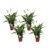 Spathiphyllum Lima – Set van 4 – Lepelplant – Pot 17cm – Hoogte 60-75cm