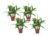 Spathiphyllum’Lepelplant’- Set van 4 – Pot 12cm – Hoogte 30-40cm