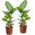 Strelitzia Nicolai – Set van 2 – Groene kamerplant – Pot 17cm – Hoogte 55-70cm