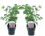 Syringa vulgaris’Ludwig Spath’- Set van 2 – Pot 17cm