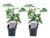 Syringa vulgaris’Michel Buchner’- Set van 2 – Pot 17cm