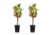 TRIO Appelboom – Set van 2 – Malus – Pot 17cm – Hoogte 60-70cm