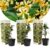 Toscaanse Jasmijn – Set van 3 – Geel – Tuinplanten – Pot 9cm – Hoogte 25-40cm
