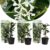 Toscaanse Jasmijn – Set van 3 – Tuinplanten – Wit – Pot 9cm – Hoogte 25-40cm
