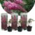 Vlinderstruiken – Buddleja Roze – Set van 3 – Tuin – Pot 9cm – Hoogte 25-40cm