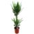 Yucca Elephantipes – Kamerpalm – Pot 17cm – Hoogte 70-80cm