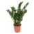 Zamioculcas Emerald – ZZ plant – Pot 21cm – Hoogte 70-80cm